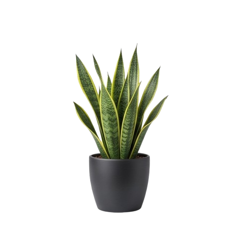 Indoor Plants