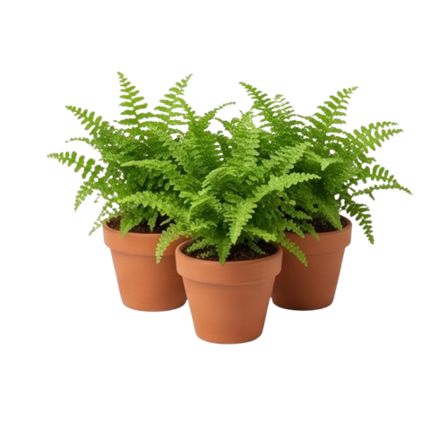 Outdoor Plants