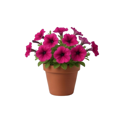 Flowering Plants