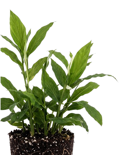 Plant