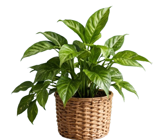 Plant
