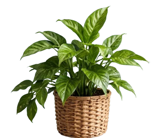 Plant