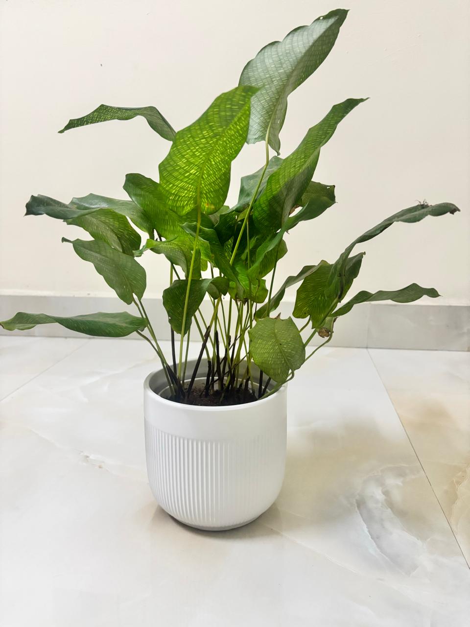 Calathea musaica 'Network