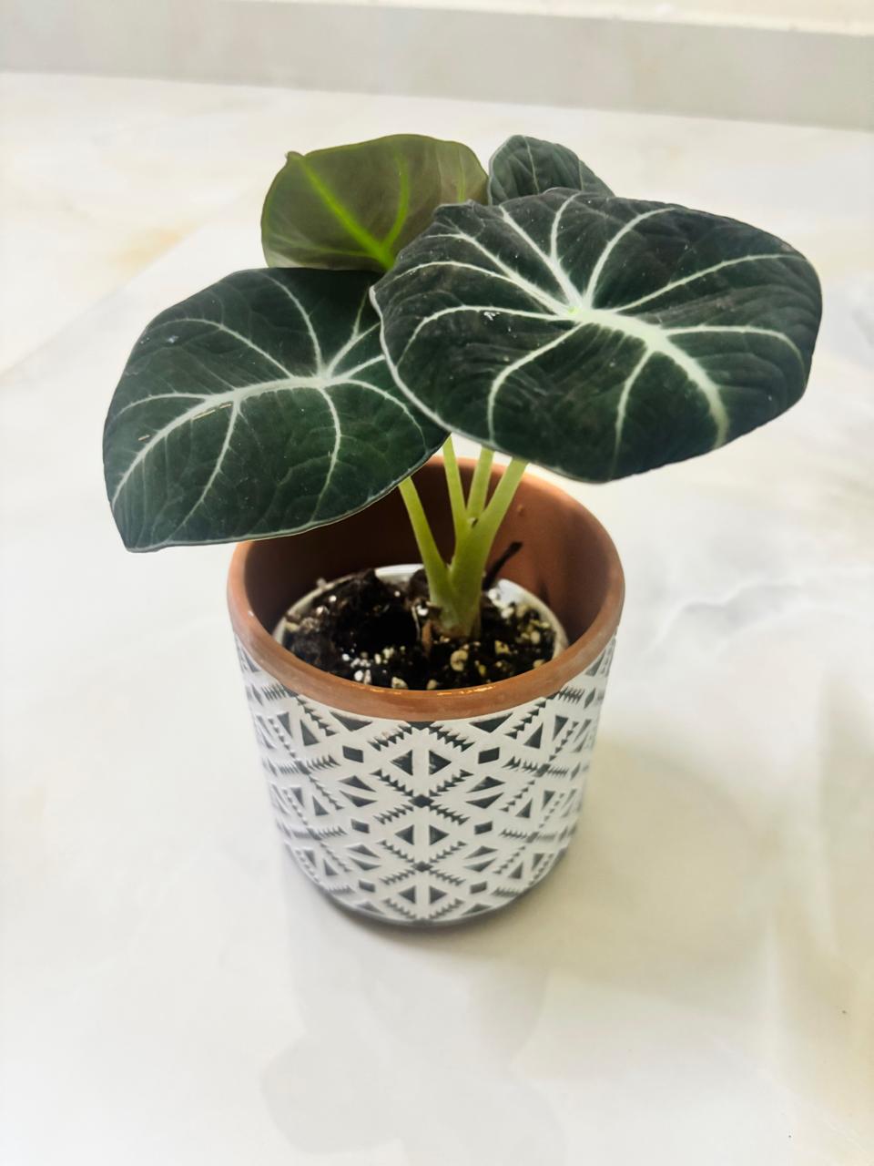 Alocasia Black Velvet