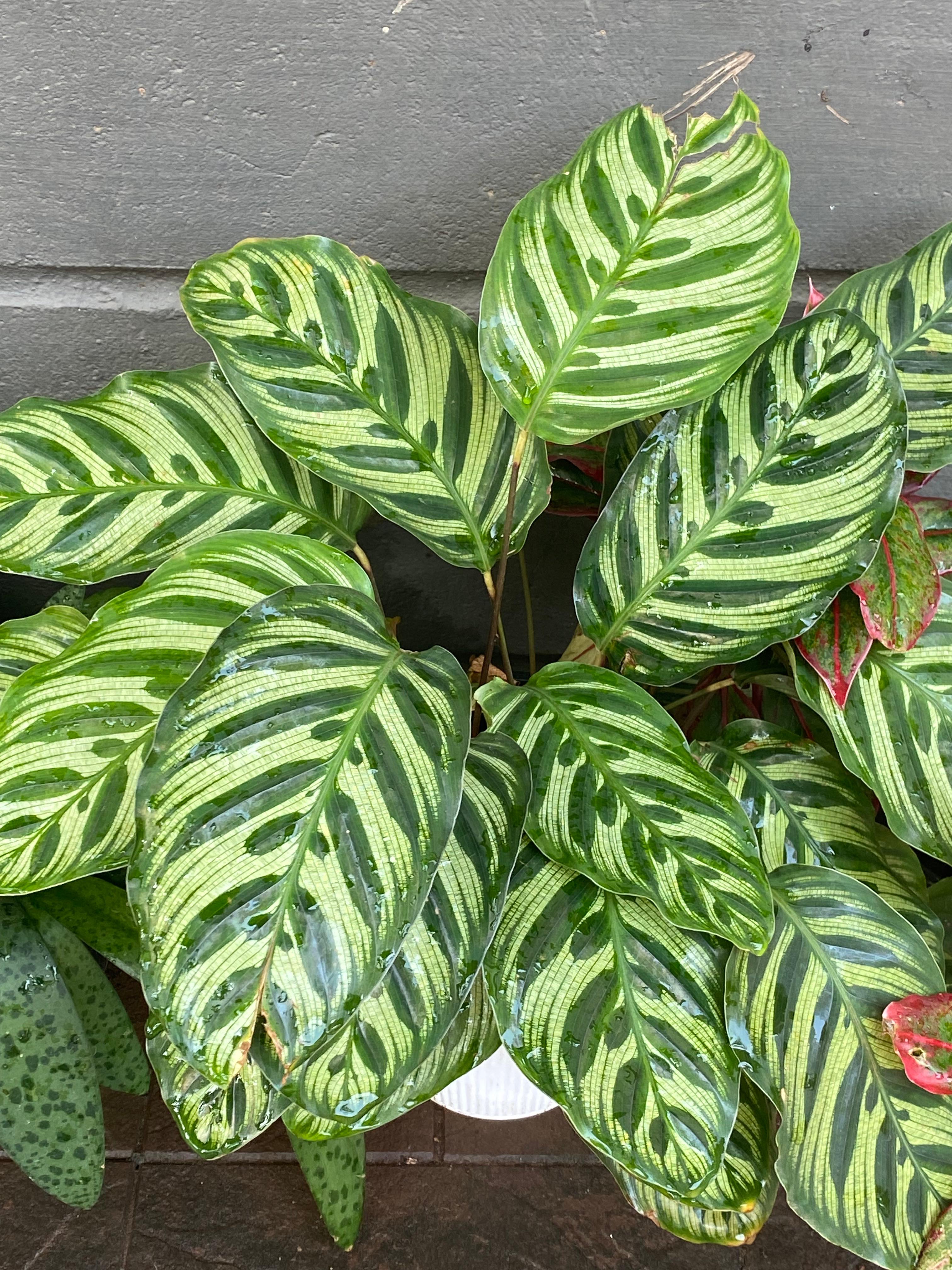 Calathea makoyana