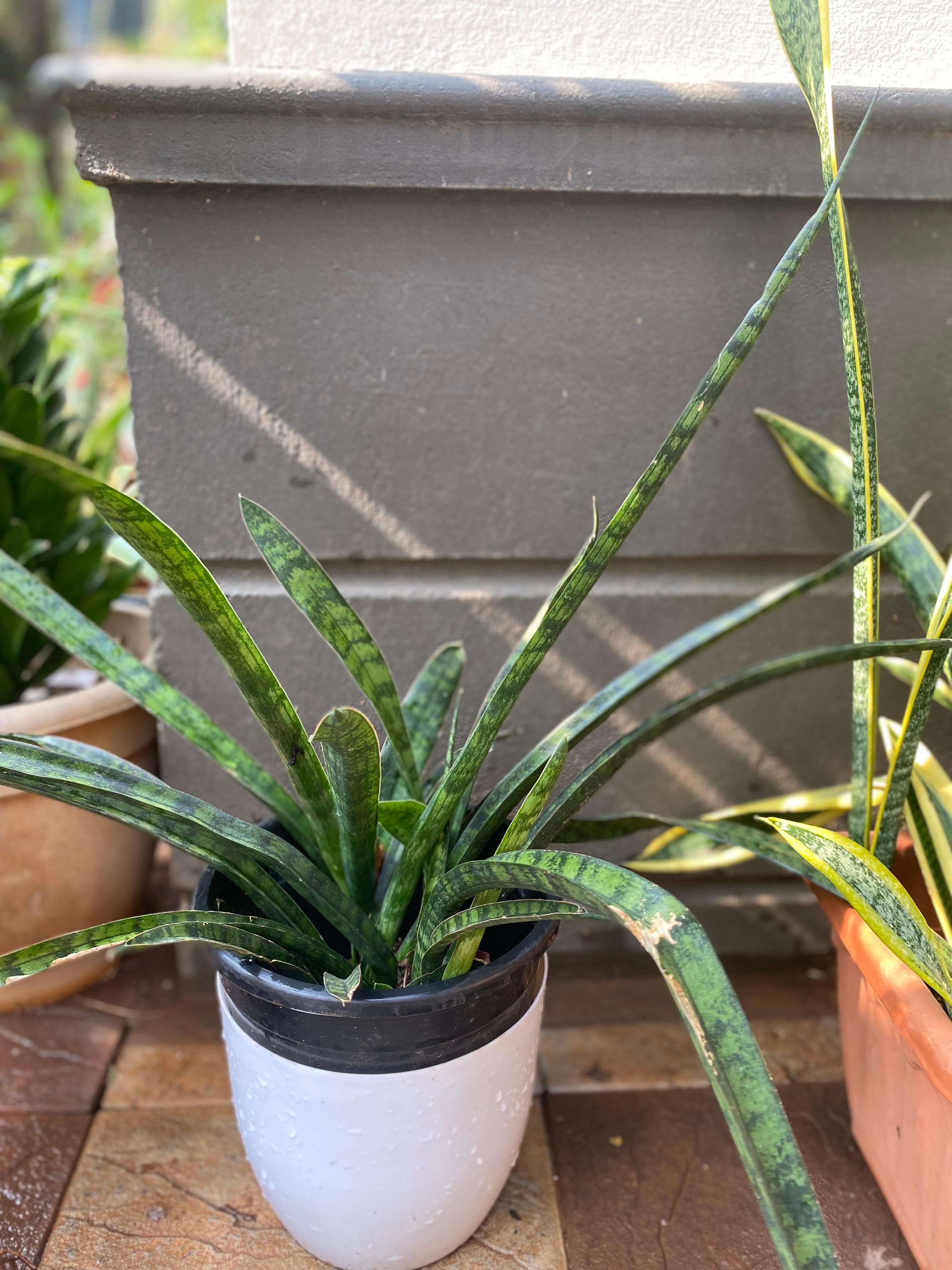 Sansevieria Fernwood Mikado